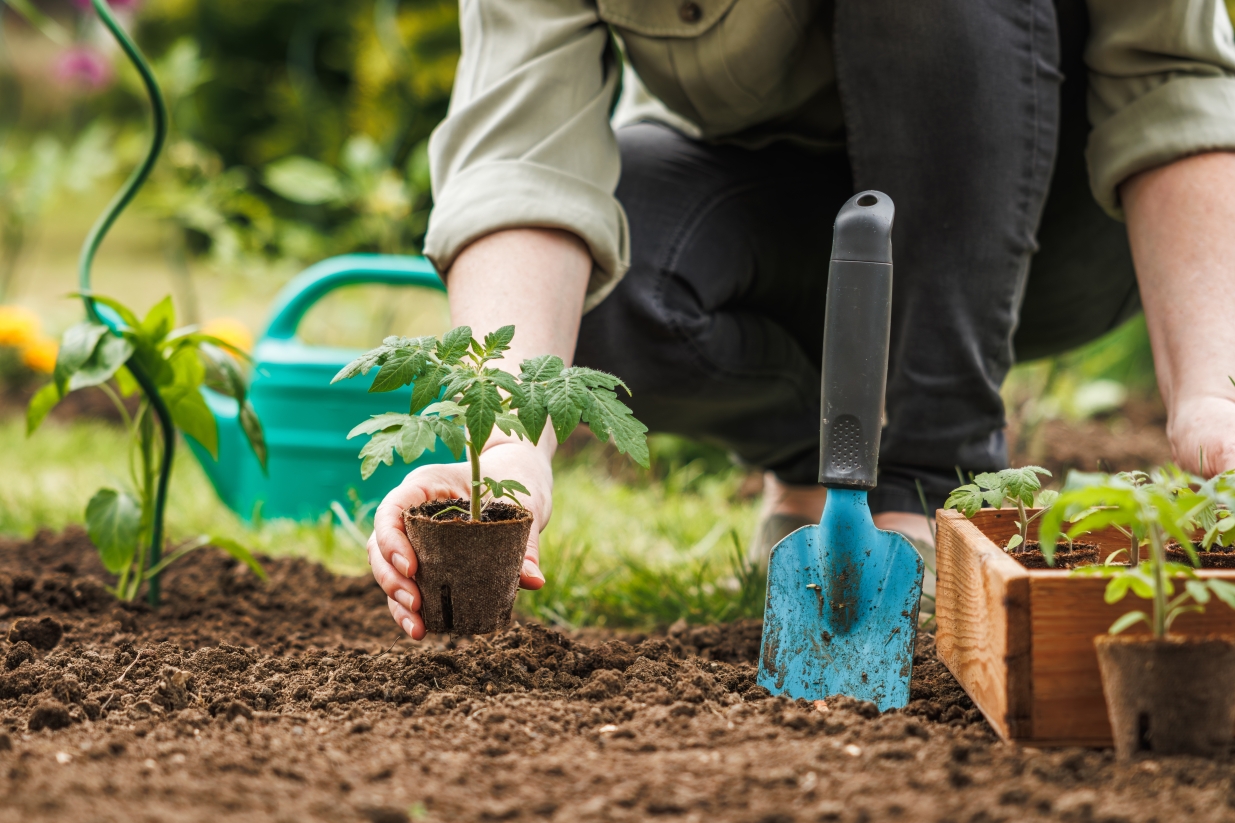 vegetable patch