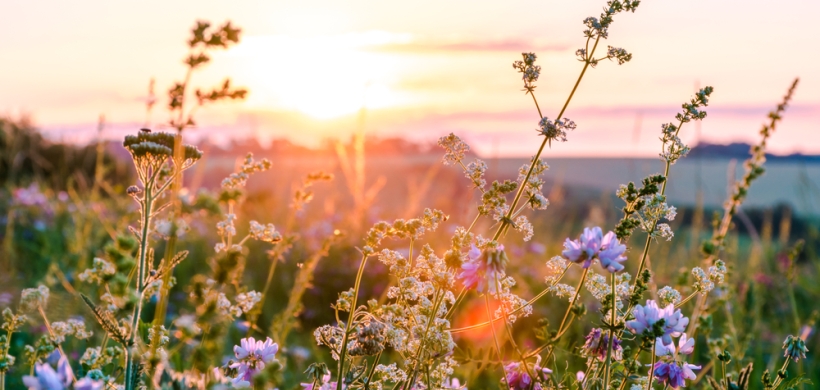 Image of wildflowers in a meadow with the sun shining: Shutterstock / Artur Sniezhyn 