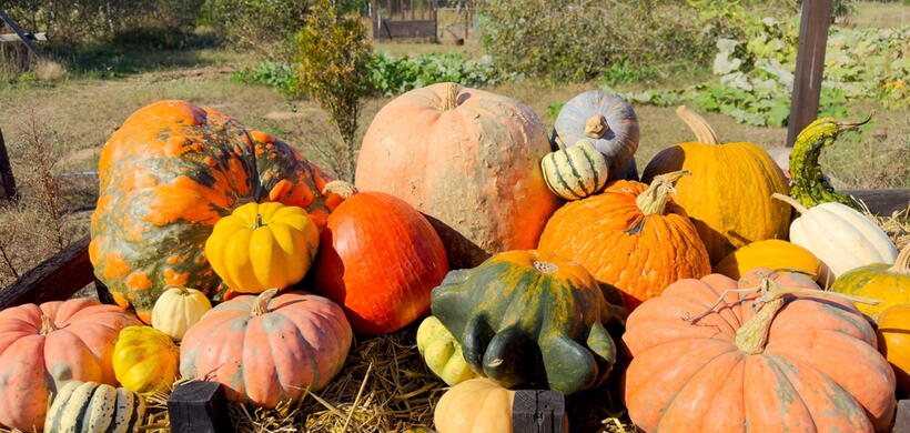 Image of different shaped and sized pumpkins in a wheelbarrow at a pumpkin patch