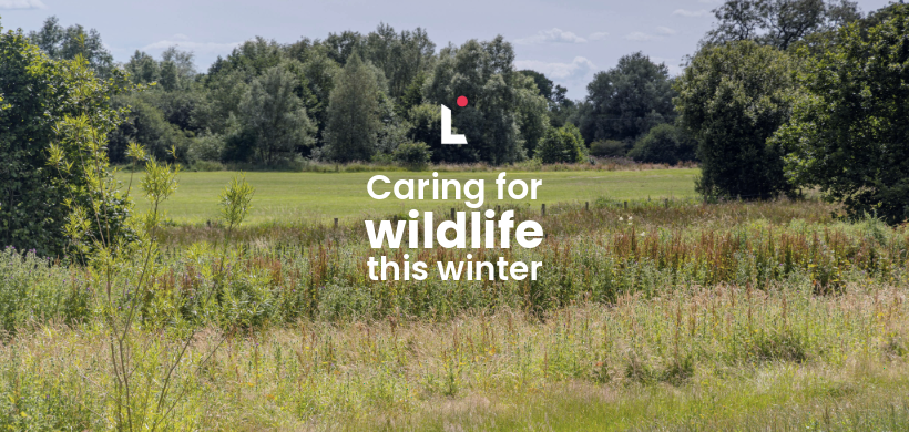 Image of trees with the text 'Caring for wildlife this winter'