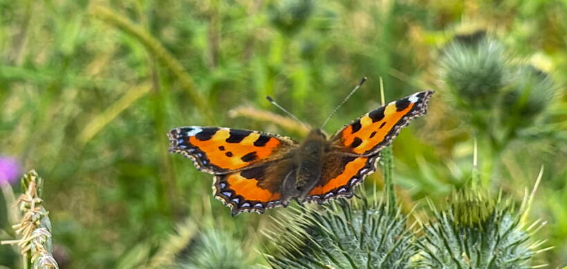 Butterfly