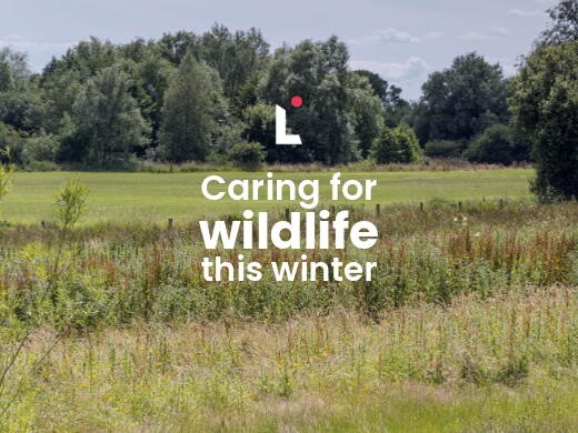 Image of trees with the text 'Caring for wildlife this winter'