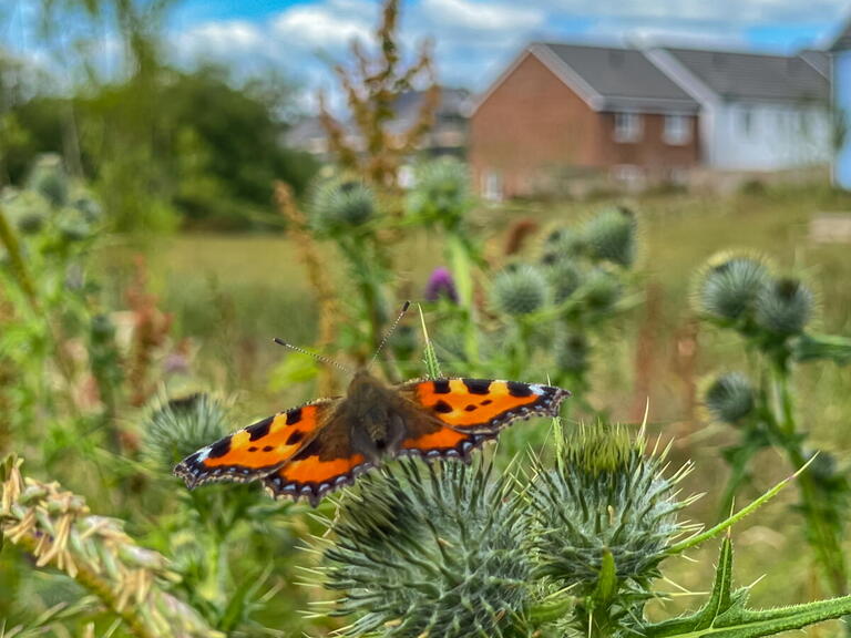 butterfly on plant in residential area