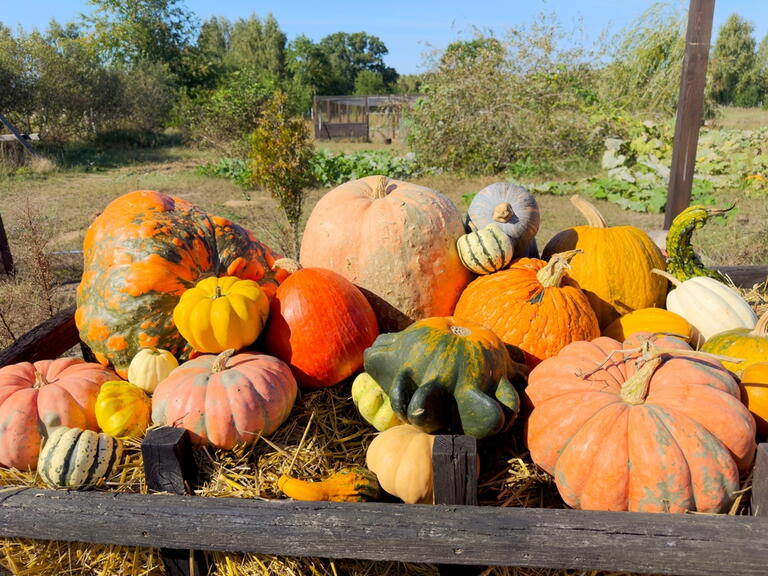 Image of different shaped and sized pumpkins in a wheelbarrow at a pumpkin patch
